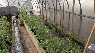 Томаты для получения раннего урожая высадила в теплицу. Обзор погоды и теплицы с томатами 5 апреля.