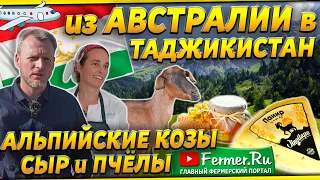 Как австралийцы разводят альпийских коз в Таджикистане. Доильный зал для коз и сыр из козьего молока
