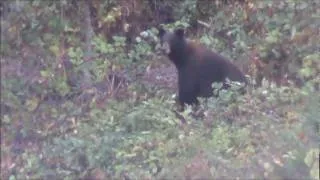 Kill Shot Oregon Black Bear-Fall 2010