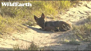 WildEarth - Sunset Safari - 29 Nov 2022