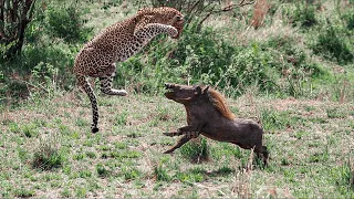 15 Relentless Moments of Animals Messing with The Wrong Opponent