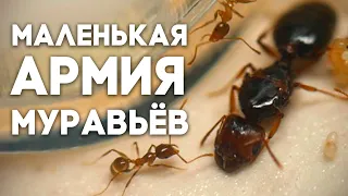 ЗАВЁЛ МАЛЕНЬКУЮ АРМИЮ МУРАВЬЁВ! Заселение колонии Pheidole pallidula в новую ферму!  Димон и пумба