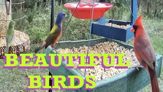 Cardinals Painted Bunting Redbirds Wildlife Live TV Bird Feeder Cam LIVE BIRDWATCHING Birding CatTV