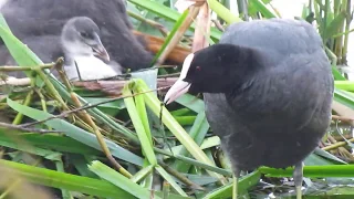 Гніздо лиски чорної (Fulica atra)