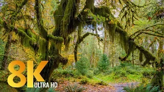 8K Rainforest Walk with Nature Sounds - Hall of Mosses Trail and Spruce Nature Trail