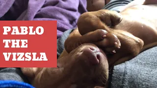 Pablo the Hungarian Vizsla! From puppy to dog.