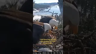 Famous bald eagle couple prepares for their eggs to hatch #shorts