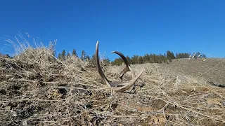 Shed hunting 2023 Elk and Deer sheds