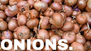 The Stinking Story of Onions | Ordinary Things