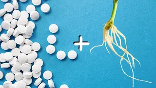 Does Aspirin Help Rooting?