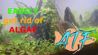 How to Remove Algae in Your Aquarium Using Hydrogen Peroxide to Safely Treat the Entire Tank