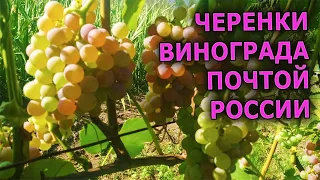 ЧЕРЕНКИ ВИНОГРАДА ПОЧТОЙ РОССИИ. ВИНОГРАДАРСТВО. НЕУКРЫВНОЙ ВИНОГРАД. МОРОЗОСТОЙКИЙ ВИНОГРАД.