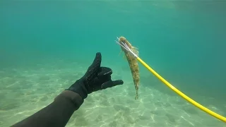 Spearfishing Port Phillip Bay Summer 2016 (Victoria Australia)