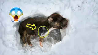 Just 12 days old, the puppy cried and fainted in the snow with a missing leg