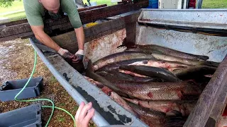 Alligator Gar Cleaning by commercial fisherman