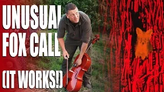 Unusual fox calls