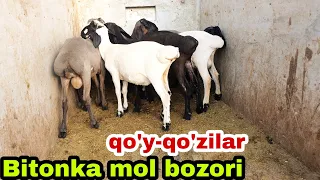 Buxoro Bitonka mol bozori qo'y-qo'zilar narxlari 24июля 2022 г.