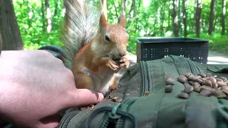 Копия забежала перекусить / Copy stopped by for a snack