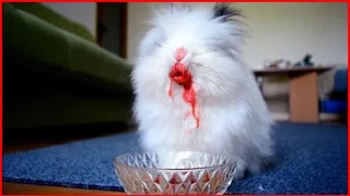 ЛУЧШИЕ ПРИКОЛЫ С ЖИВОТНЫМИ★Funny Animals Compilation #2