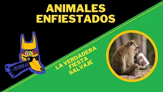 Animales Enfiestados: Cuando la fiesta se pone salvaje | Ep 22 | CULTURA COLMILLUDA