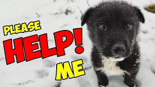 Small Puppy was FREEZING TO DEATH and We Couldn’t Leave Him