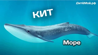 Кит. Энциклопедия для детей про животных. Море