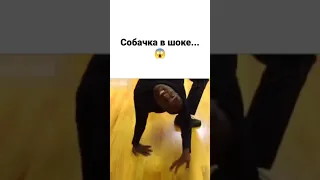 Это кто пришел вместо хозяина? 🤬❤️