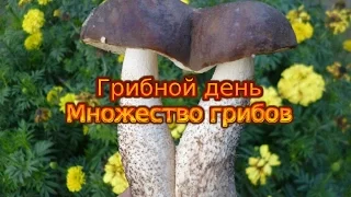 Грибной день. Множество грибов.