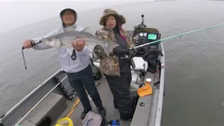 California Delta Striper frenzy using jerk bait, DOUBLES, DOUBLES AND MORE DOUBLES