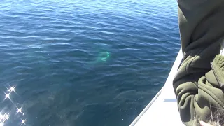 Basking Shark breeding behavior 2