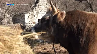 Gurmanske ćakule "Kod Tome u Drnišu"