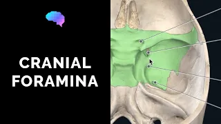 Foramen of the Skull & Cranial Nerves (3D Anatomy Tutorial)