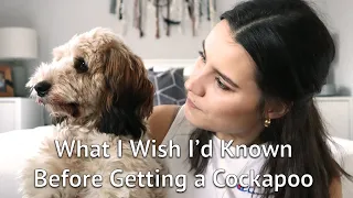 THINGS I WISH I KNEW: Before Getting a Cockapoo Puppy