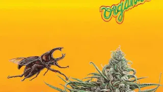 Srirajah Rockers - Roots Legalize