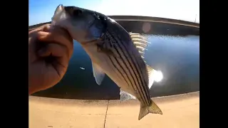 Striper Fishing California Delta Mendota Canal (Tracy, CA)