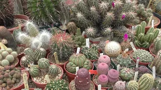 Cactus Plant VERY LARGE RARE CACTI PRIVATE GARDEN SPECIALIST COLLECTION Essex England UK 2018