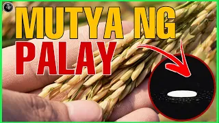 ANG SEKRETONG KAPANGYARIHAN NG MUTYA NG PALAY | AGIMAT AT MGA MUTYA SA PILIPINAS | Bhes Tv