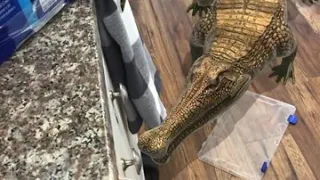 Jurassic World alive - sarcosuchus in house