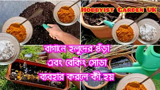 How to: Amazing Miracles of Turmeric and Baking Soda in Garden | Treatments for soil and plants