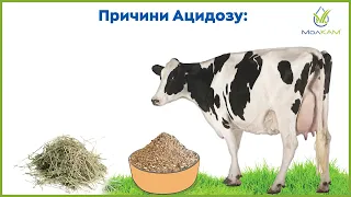 АЦИДОЗ РУБЦЯ у корів. Перехід на пасовище - випас без ризиків.