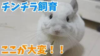 【チンチラ】チンチラ飼育のここが大変！【動物たちと私。】