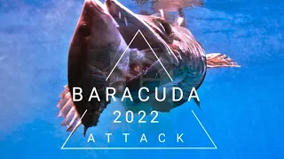 barracuda attack fishing