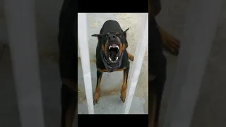 angry and scary dog sound#angry #dog #sounds