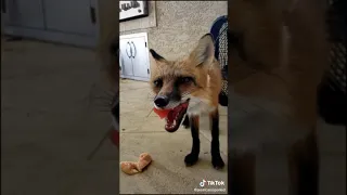 baby fox love water melon so much