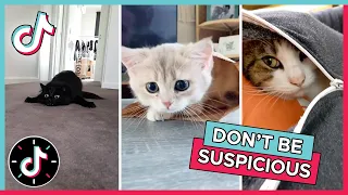 TikTok's Cutest Cats 😼  "Don't Be Suspicious" Meme Mashup