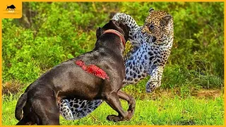 37 Brutal Leopard And Dog Fights Caught On Camera!