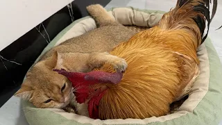 The kitten hugged the rooster to sleep, afraid that he would run away! Funny cat. Interesting animal