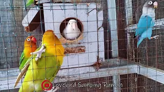 Lovebird Pagi Ini Makan Extrafooding Kangkung agar Birahi Supaya Mau Bertelur Lagi..???