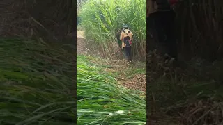 Creative farming : harvesting 2ton a day napier grass by using basic tool