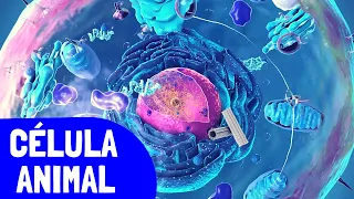 La CÉLULA ANIMAL y sus partes (organelos celulares)➡️Video educativo de biología🔬